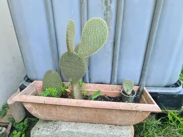 plante cactus