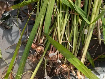bulbes de crocosmia