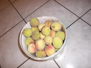 pêches