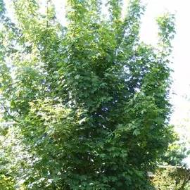 Graines d'érables champêtres