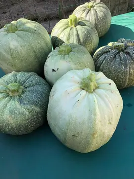 courgettes de nice