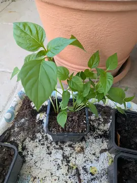 plant semi de poivrons bio