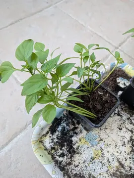 plant de poivron bio