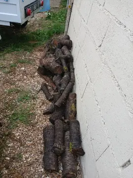 bûche bois