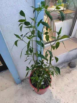 Plants de piments thailandais