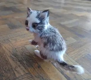Bibelot Chat