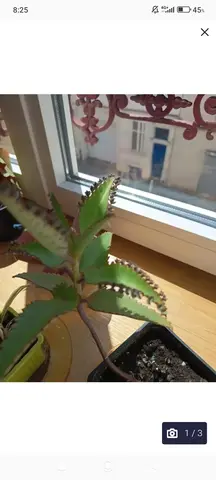 DON semis plante
