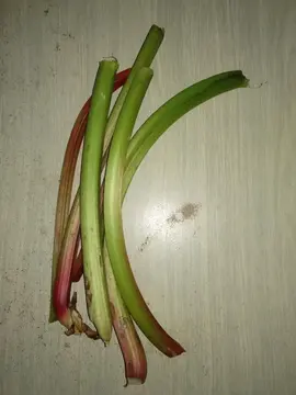 Rhubarbe