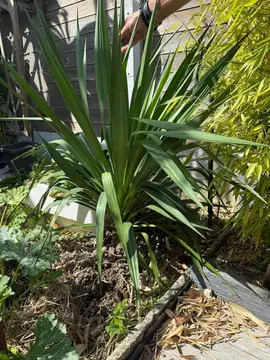 2 yuccas