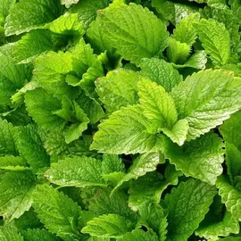 plant de mélisse citronnée