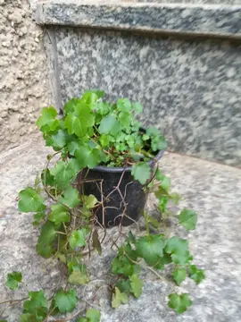 plante retombante