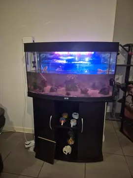 aquarium plus meuble et nombreux accessoires