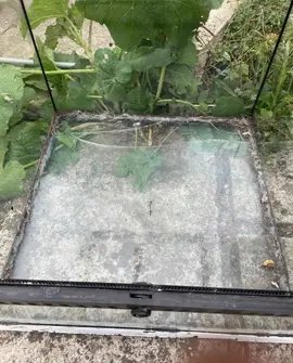 terrarium