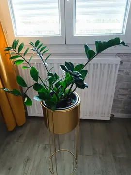 Plante