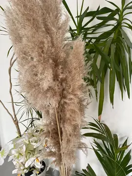 pampas