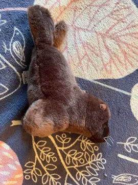 Peluche Phoque