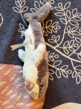 Peluche Requin