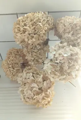 bouquet séché