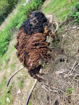 donne laine brute de mouton