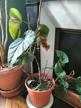 plante verte