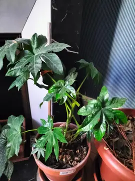 plante verte