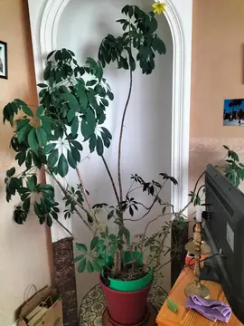 grande plante verte