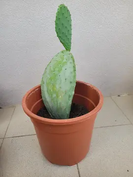 Bouture de cactus raquette