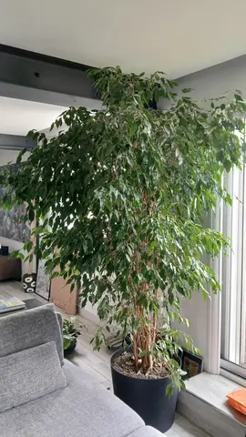 Ficus 240 x 160 cm