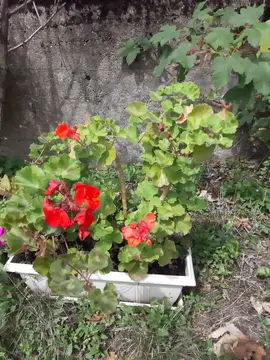 Plants de géranium (sans le pot)