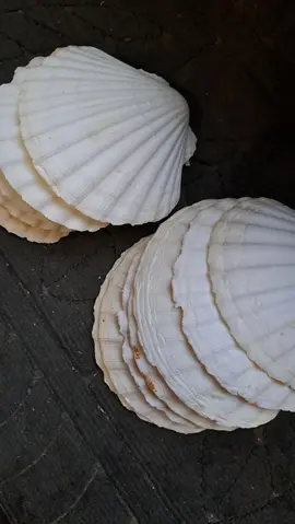15 coquilles saint Jacques vides