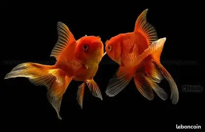 poisson d'extérieur