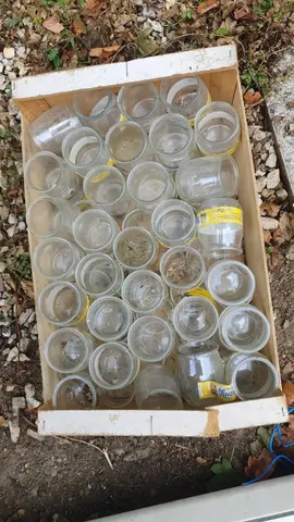 lot de pots de yaourts en verre