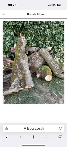bois de tilleul sec