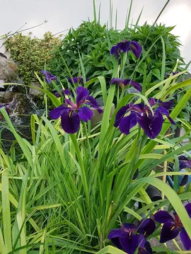 IRIS D'EAU