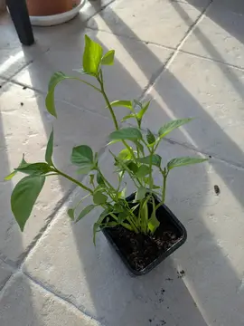 poivrons bio en plants