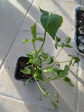 poivrons bio a planter