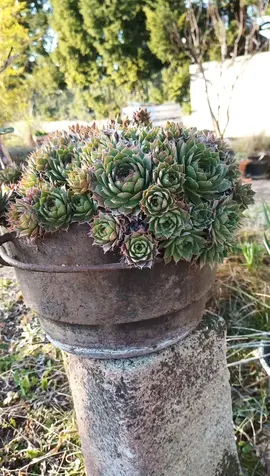 Joubarbes et Yucca