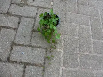 petite plante retombante