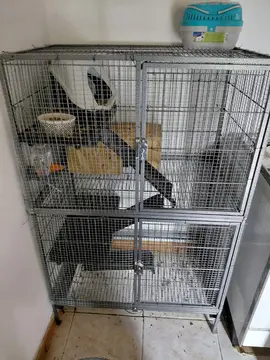 animaux