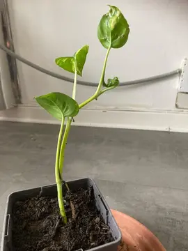 Plante Pothos