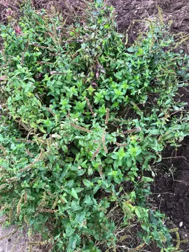 menthe à repiquer