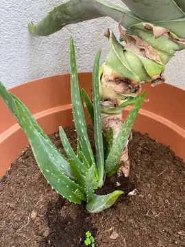 pousses d’aloe vera