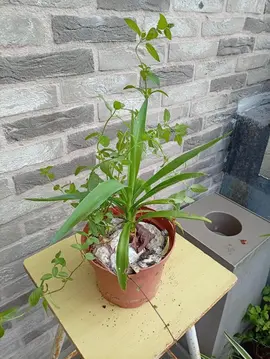 Petit Yucca