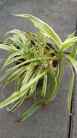 Plante : Philaris-arundinacea