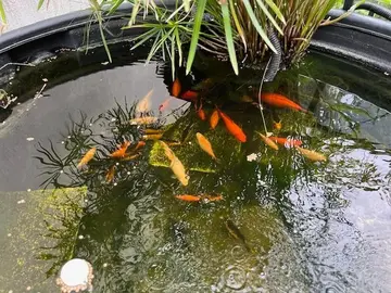 une dizaine de poissons rouge de type comète