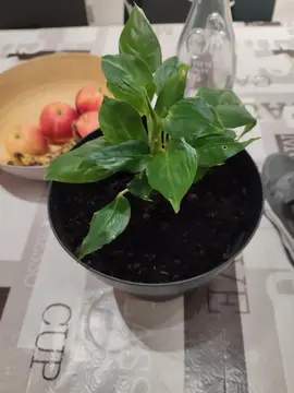 bouture de pothos