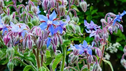 3 plants de bourrache