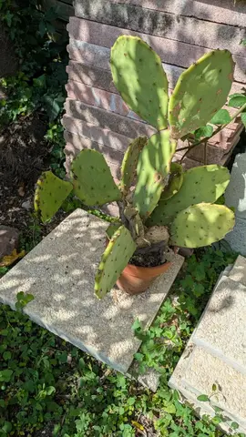 Cactus en pot