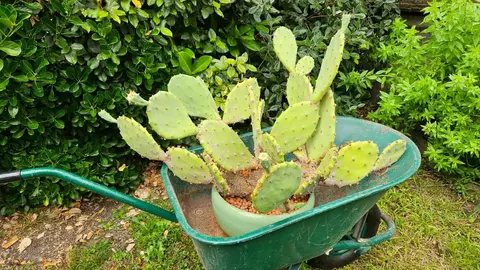 Cactus