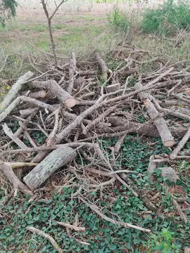 bois de pins